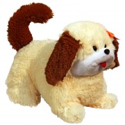 Pekinese (M)N